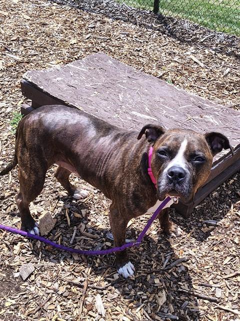 Enlarge ARLO, a Adoptable mixed breed in Leesburg, VA image 1/1