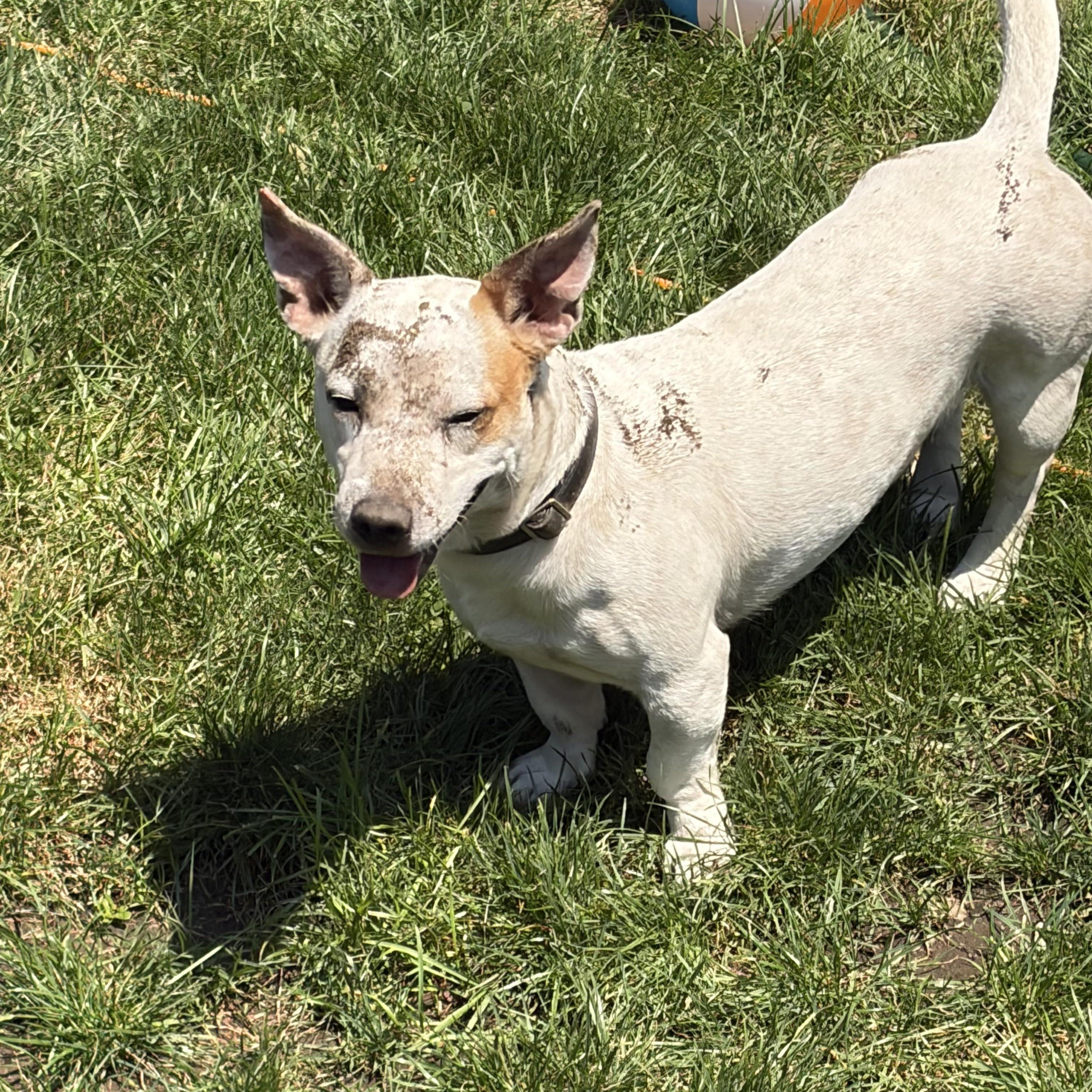 Enlarge Roscoe, a Adoptable mixed breed in Glen Cove, NY image 3/4