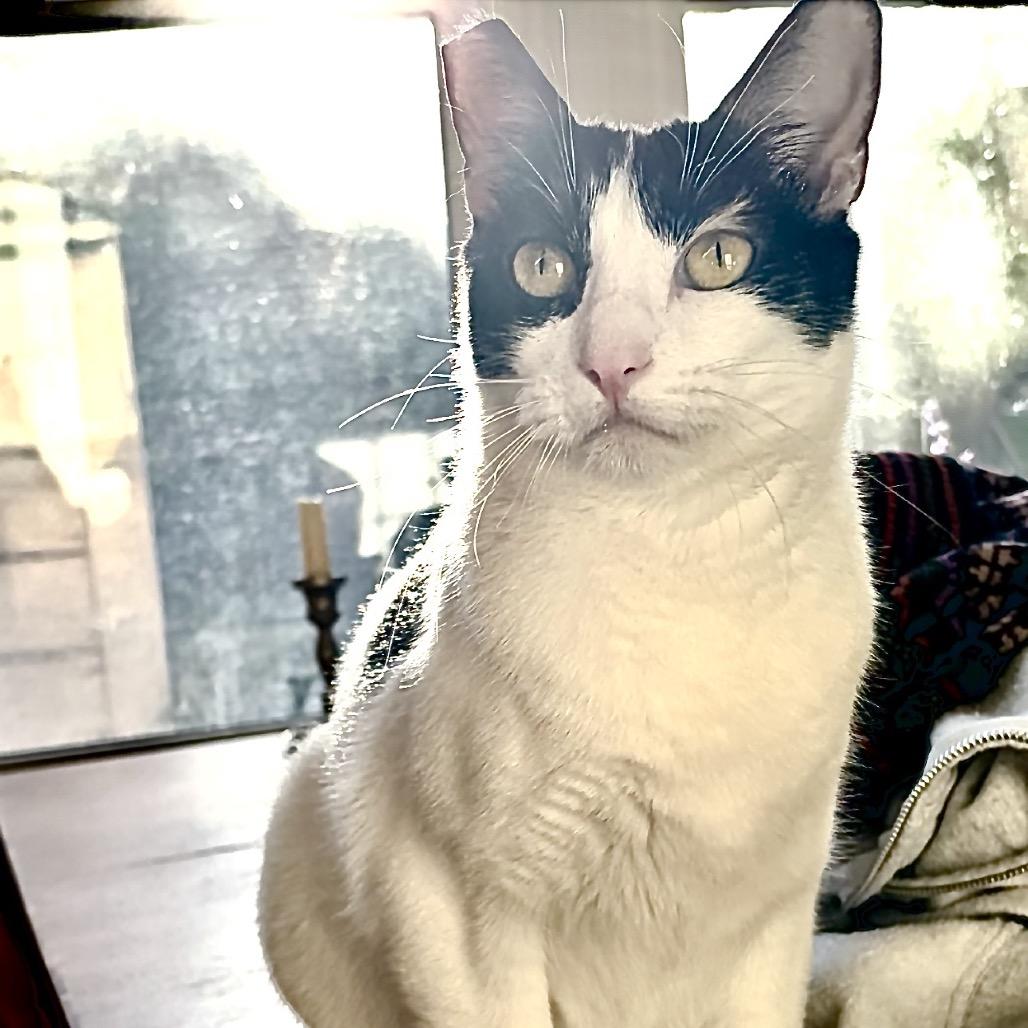 Enlarge Seraphina, a Adoptable Domestic Short Hair in Springfield, OR image 3/6