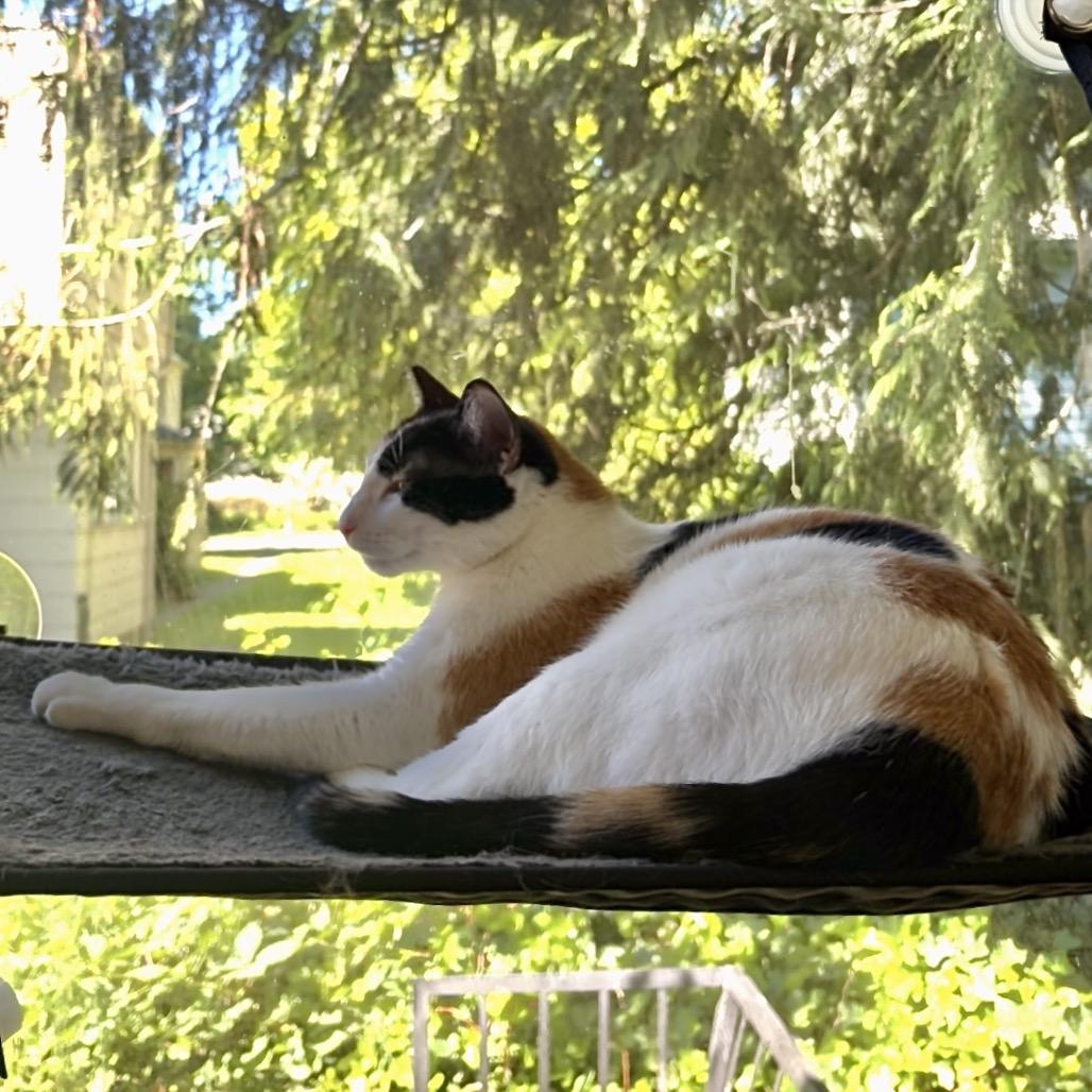 Enlarge Seraphina, a Adoptable Domestic Short Hair in Springfield, OR image 4/6