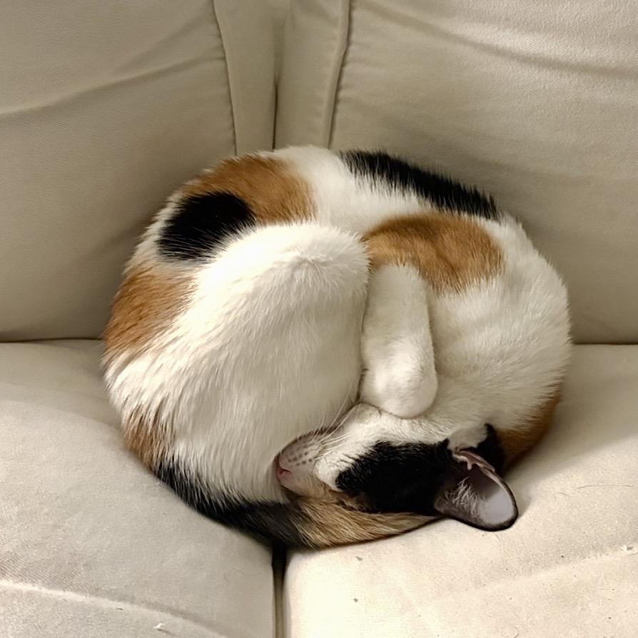 Enlarge Seraphina, a Adoptable Domestic Short Hair in Springfield, OR image 5/6