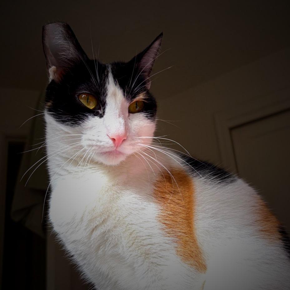Enlarge Seraphina, a Adoptable Domestic Short Hair in Springfield, OR image 1/6