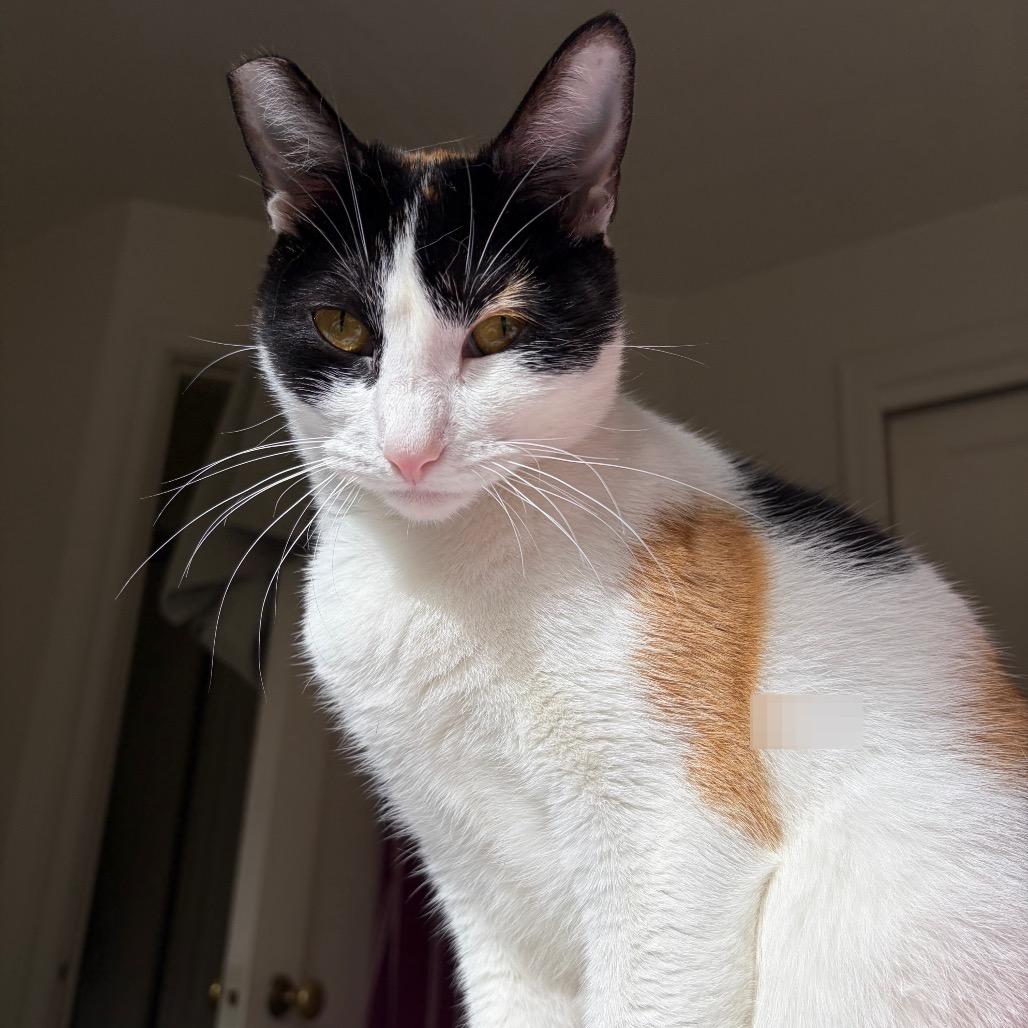 Enlarge Seraphina, a Adoptable Domestic Short Hair in Springfield, OR image 6/6