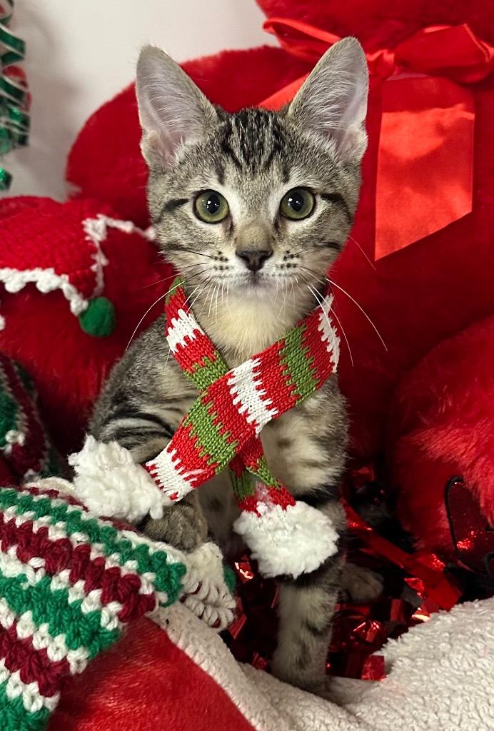 10/11/25 - Snap, Adoptable, Kitten Male Domestic Short Hair.