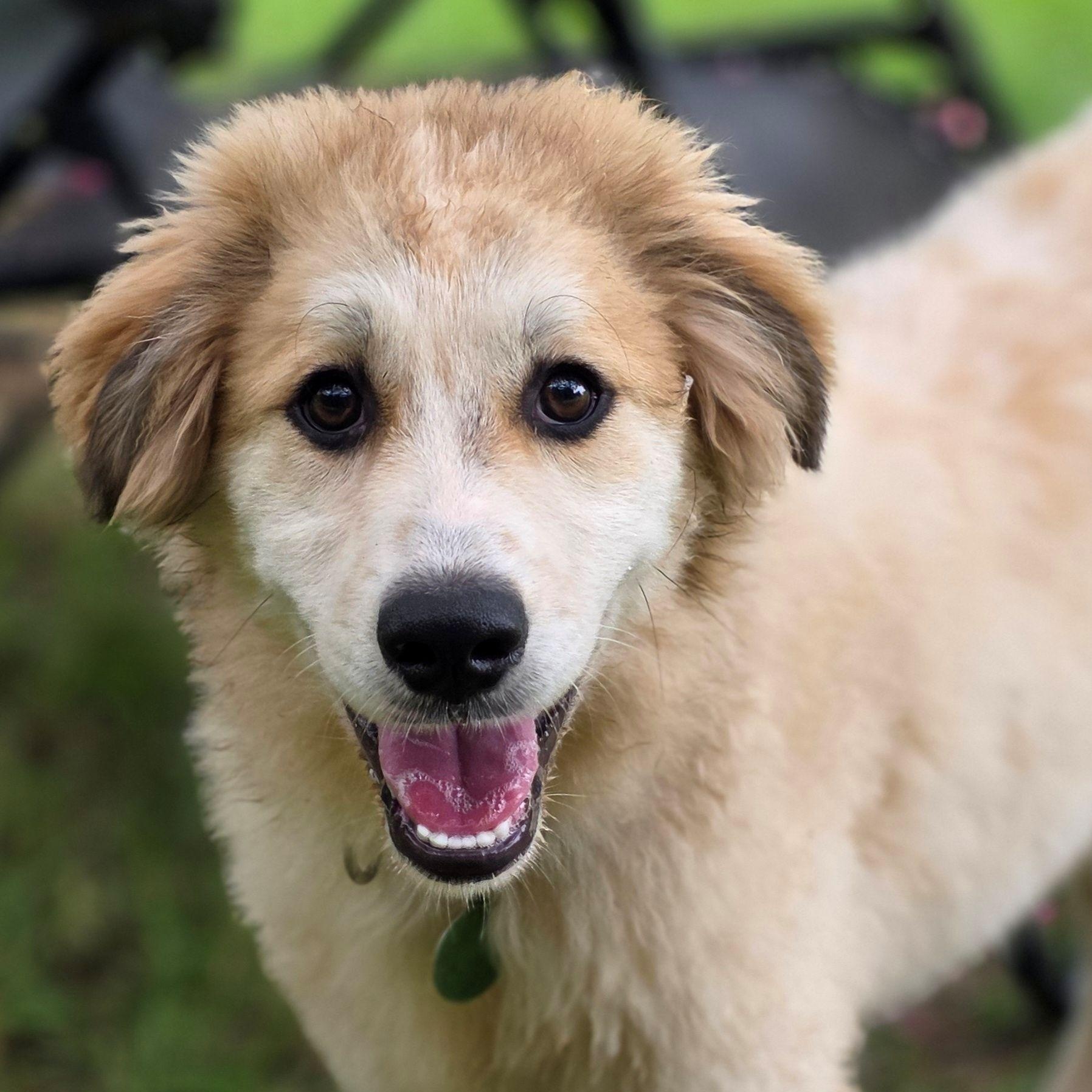Enlarge Macey Star, a ADOPTABLE Great Pyrenees in Atlanta, GA image 4/6