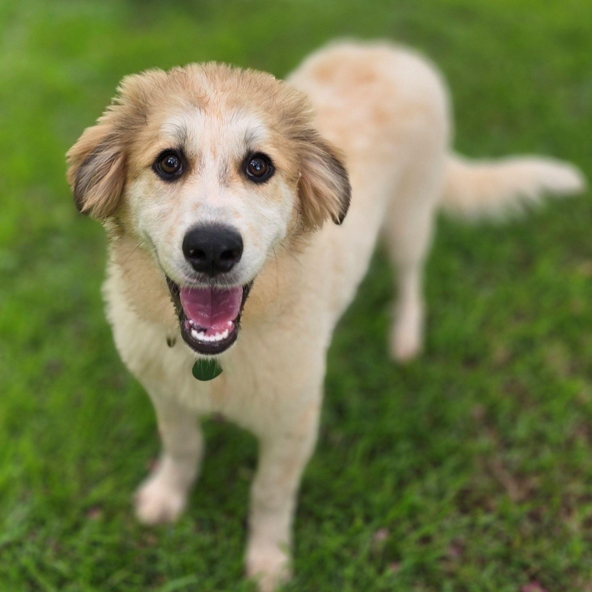 Enlarge Macey Star, a ADOPTABLE Great Pyrenees in Atlanta, GA image 3/6