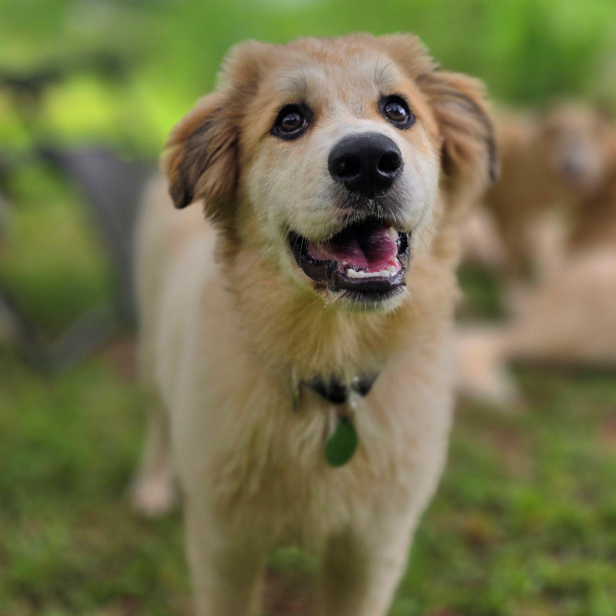 Enlarge Macey Star, a ADOPTABLE Great Pyrenees in Atlanta, GA image 5/6