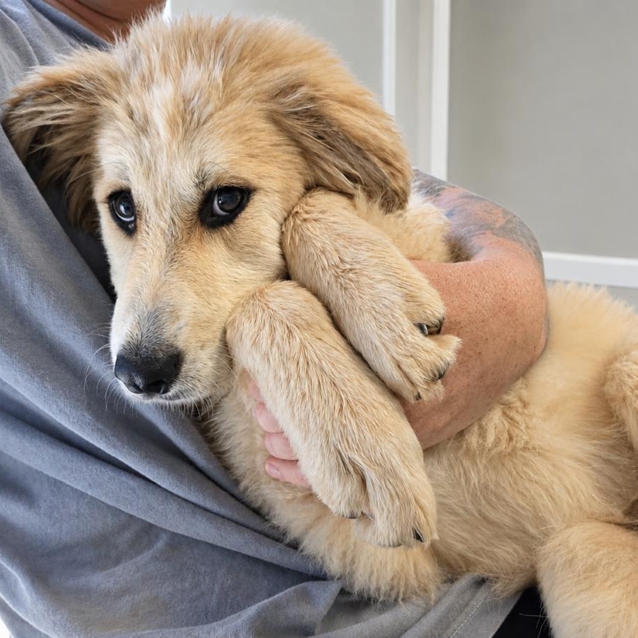 Enlarge Macey Star, a ADOPTABLE Great Pyrenees in Atlanta, GA image 2/6