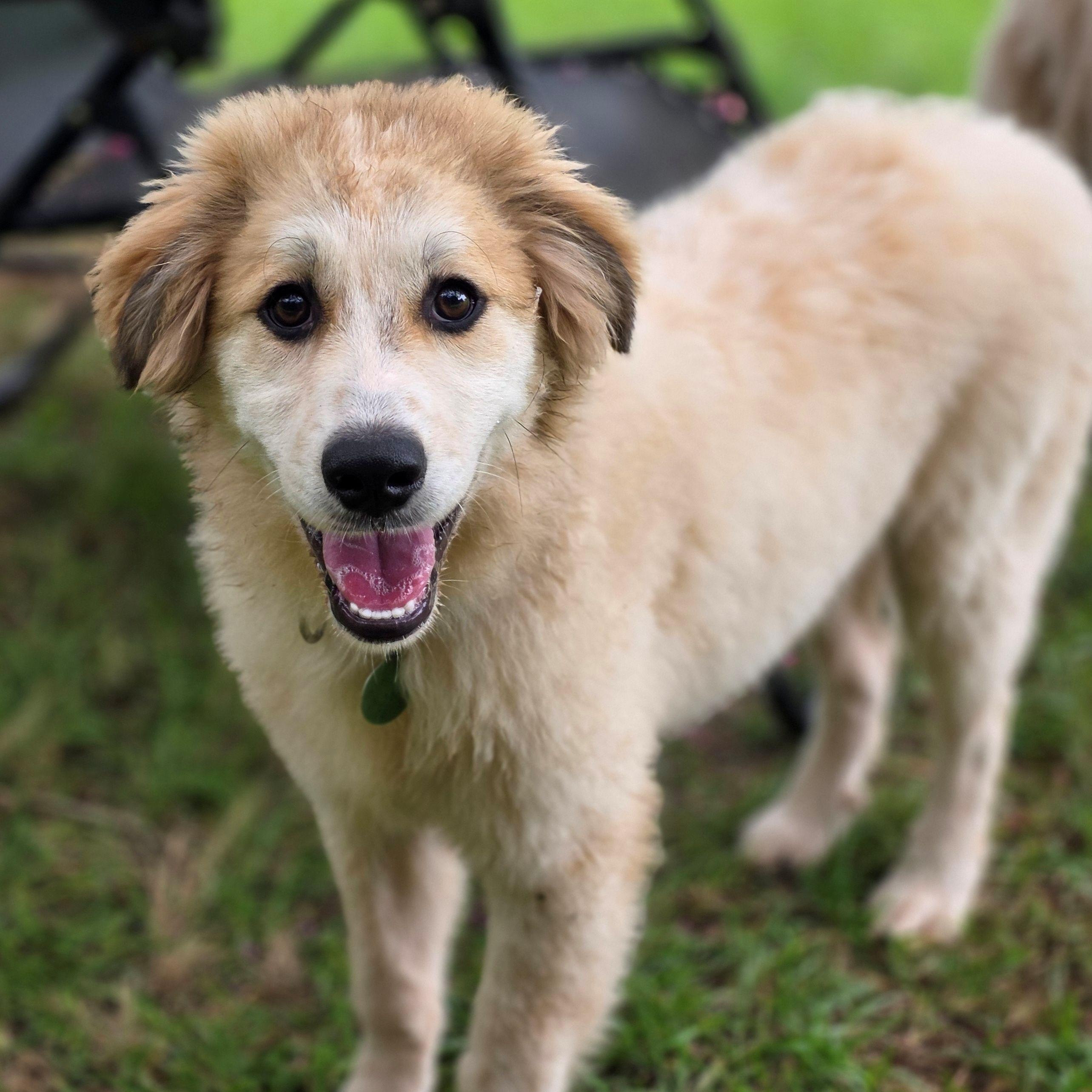 Macey Star, ADOPTABLE, Young Female Great Pyrenees.