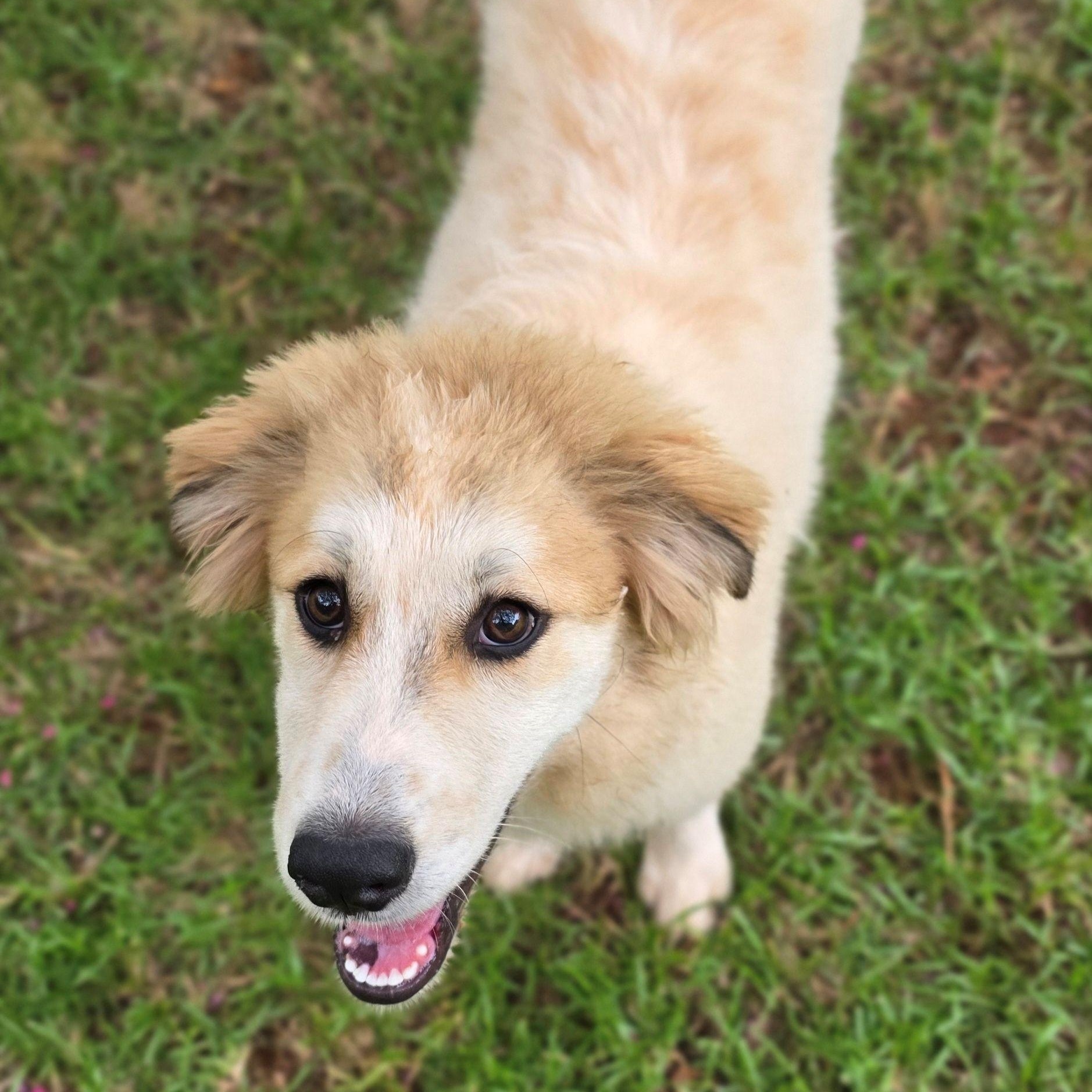 Enlarge Macey Star, a ADOPTABLE Great Pyrenees in Atlanta, GA image 6/6