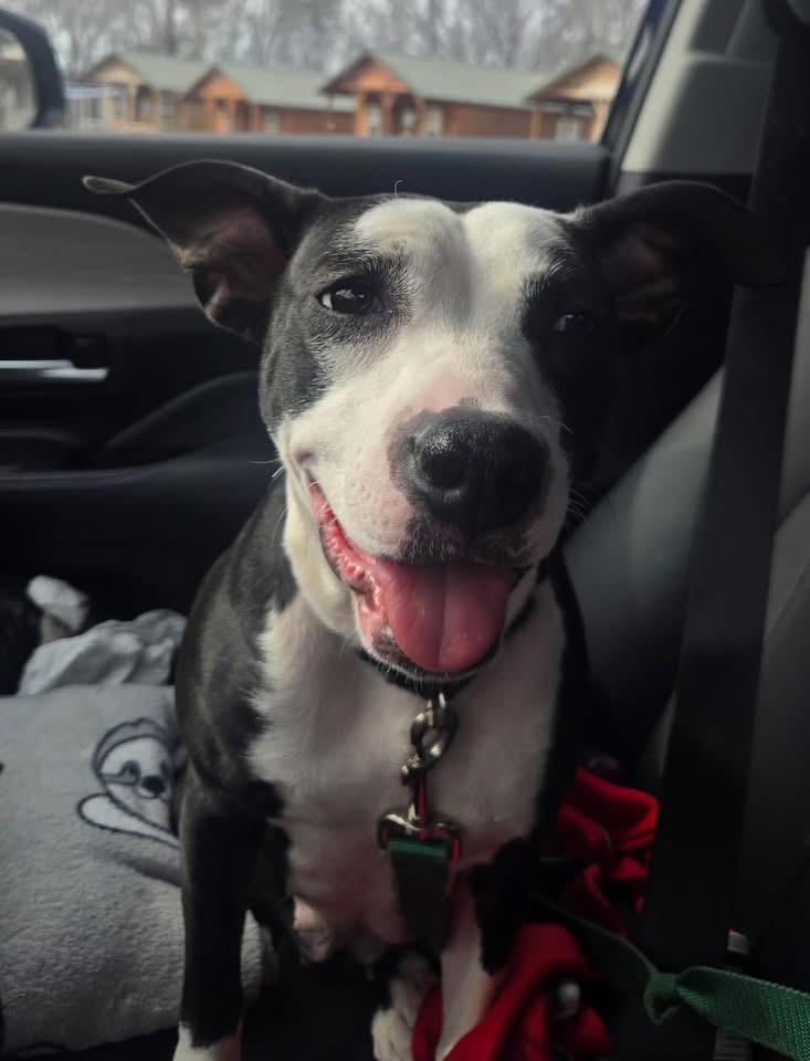 Gidget, ADOPTABLE, Adult Female American Staffordshire Terrier.