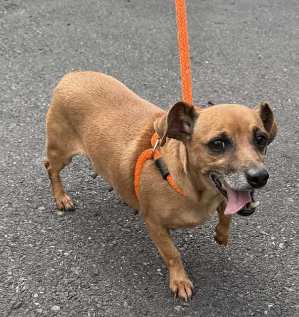 Enlarge Elly, an adopted Dachshund in Chalfont, PA image 1/1