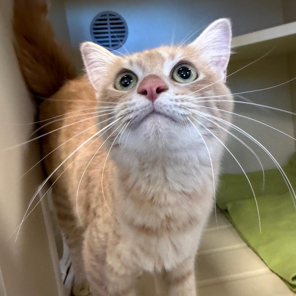 Enlarge Mulan, a Adoptable Domestic Short Hair in Cody, WY image 1/2