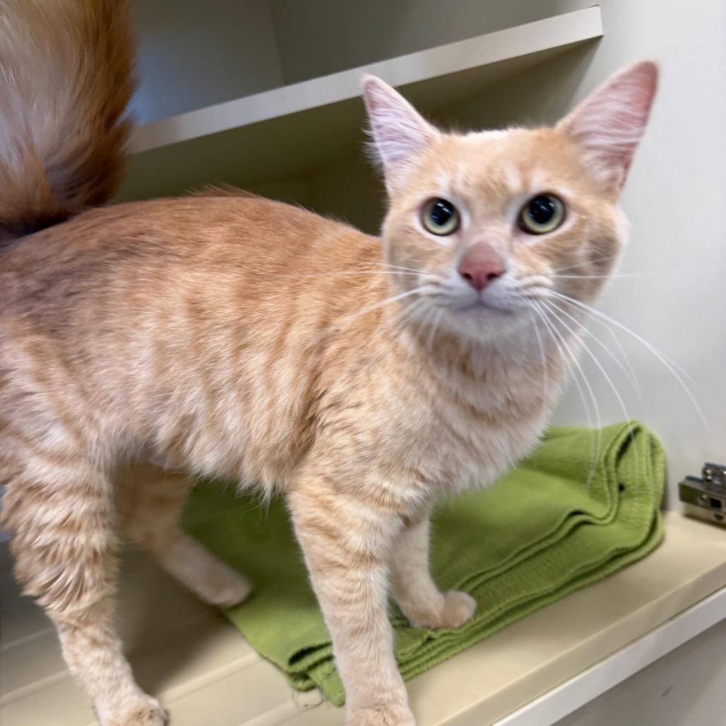 Enlarge Mulan, a Adoptable Domestic Short Hair in Cody, WY image 2/2