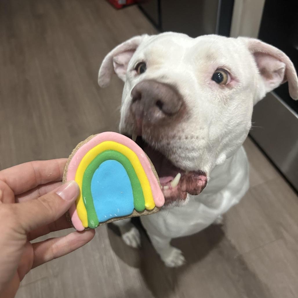 Enlarge Sydney, a Adoptable American Bulldog in Abilene, TX image 1/6