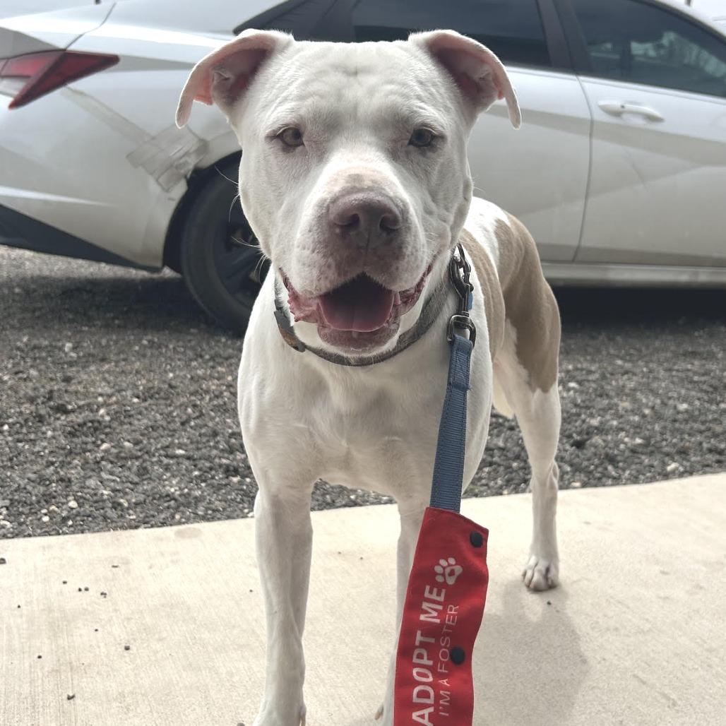 Enlarge Sydney, a Adoptable American Bulldog in Abilene, TX image 1/6