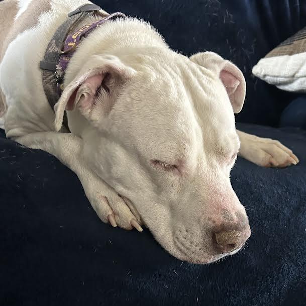 Enlarge Sydney, a Adoptable American Bulldog in Abilene, TX image 1/6