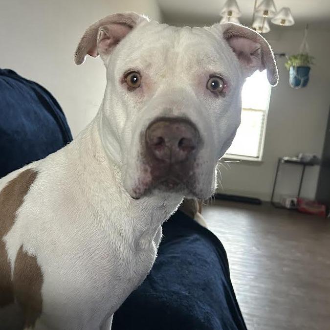 Enlarge Sydney, a Adoptable American Bulldog in Abilene, TX image 2/6