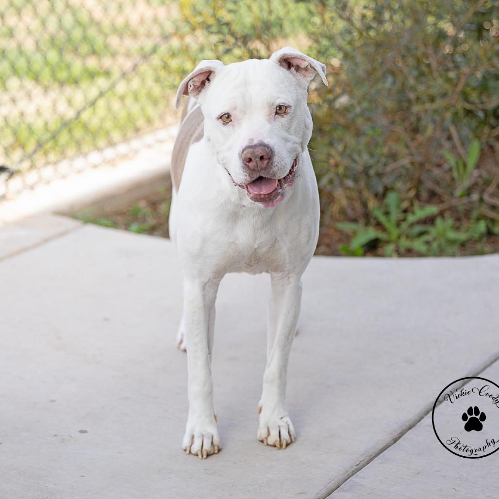 Enlarge Sydney, a Adoptable American Bulldog in Abilene, TX image 3/6