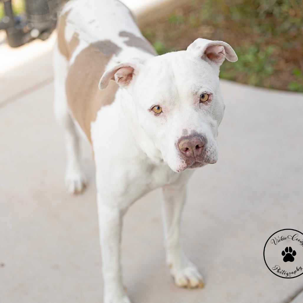 Enlarge Sydney, a Adoptable American Bulldog in Abilene, TX image 4/6