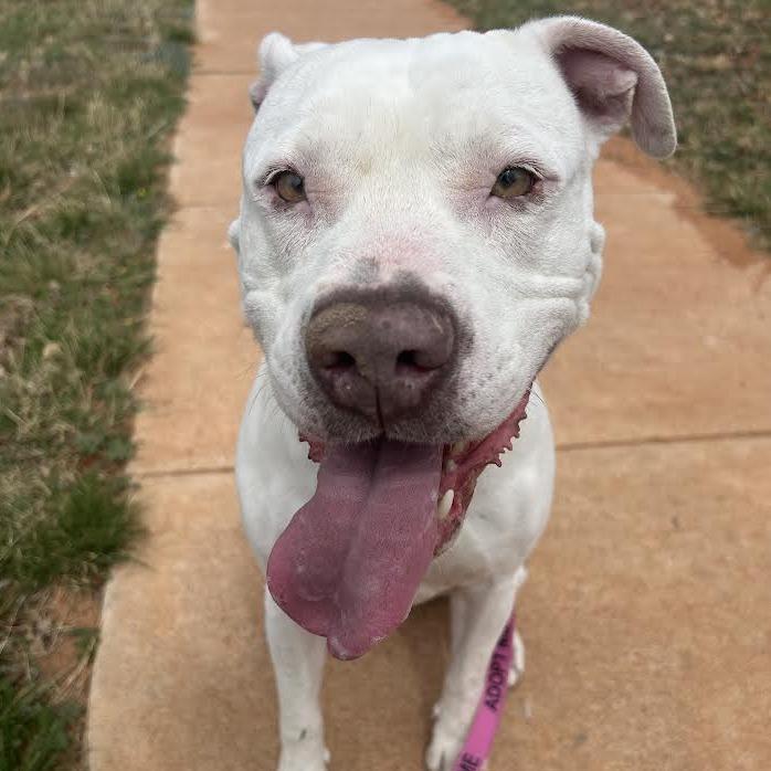Enlarge Sydney, a Adoptable American Bulldog in Abilene, TX image 5/6