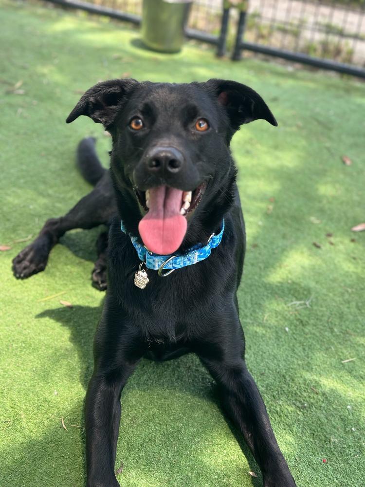 Sam, Adoptable, Adult Male Labrador Retriever & Mixed Breed.