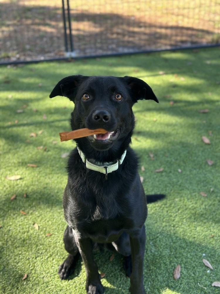 Enlarge Sam, a Adoptable mixed breed in Lakeland, FL image 3/6