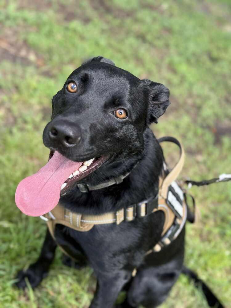 Enlarge Sam, a Adoptable mixed breed in Lakeland, FL image 6/6