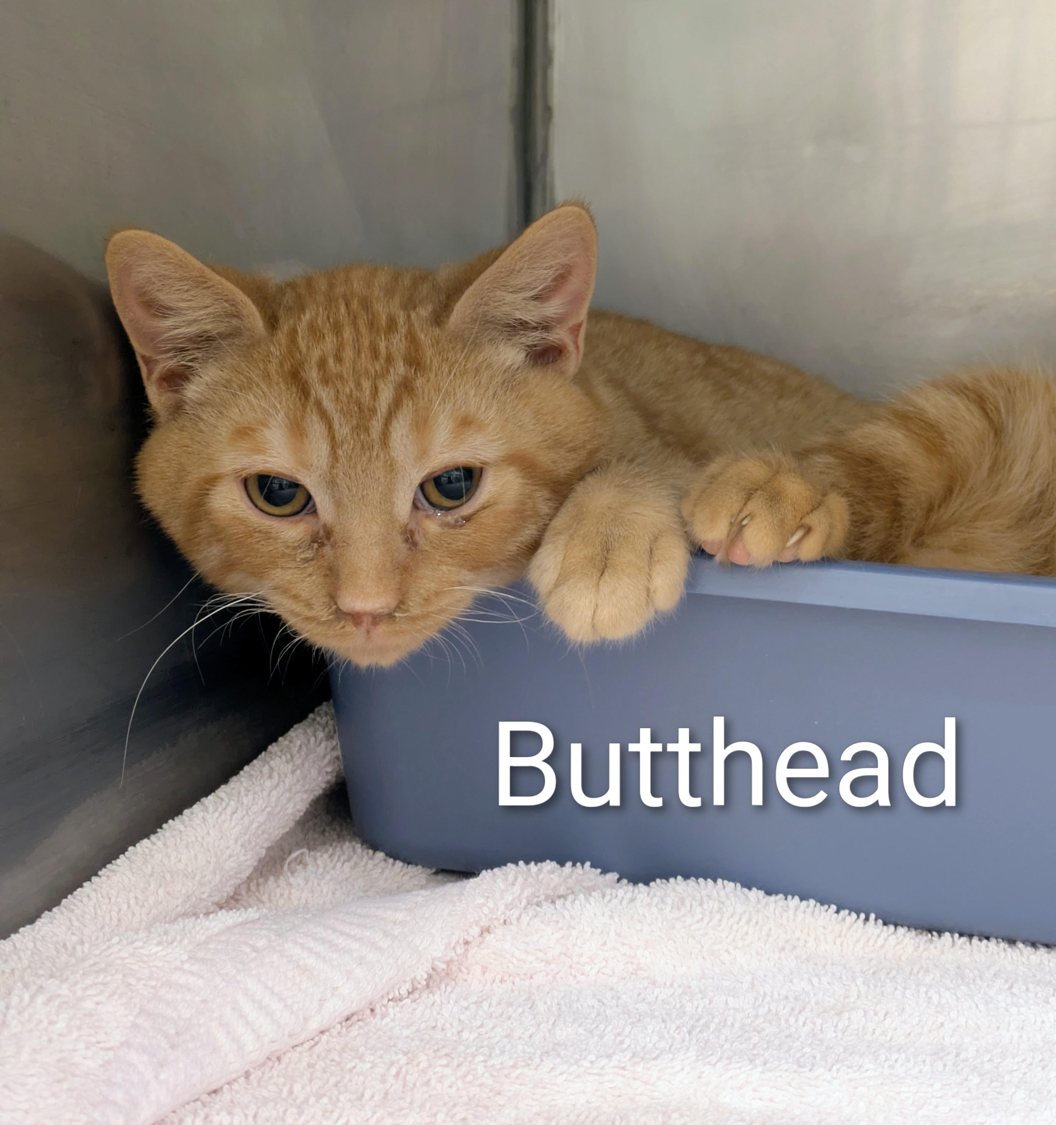 Enlarge Butthead, a Adoptable mixed breed in Bedford, VA image 1/1