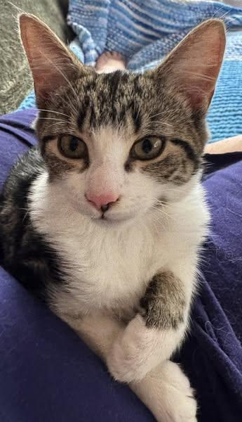 Enlarge Claret, an adopted Domestic Short Hair in Ashton, ON image 3/5