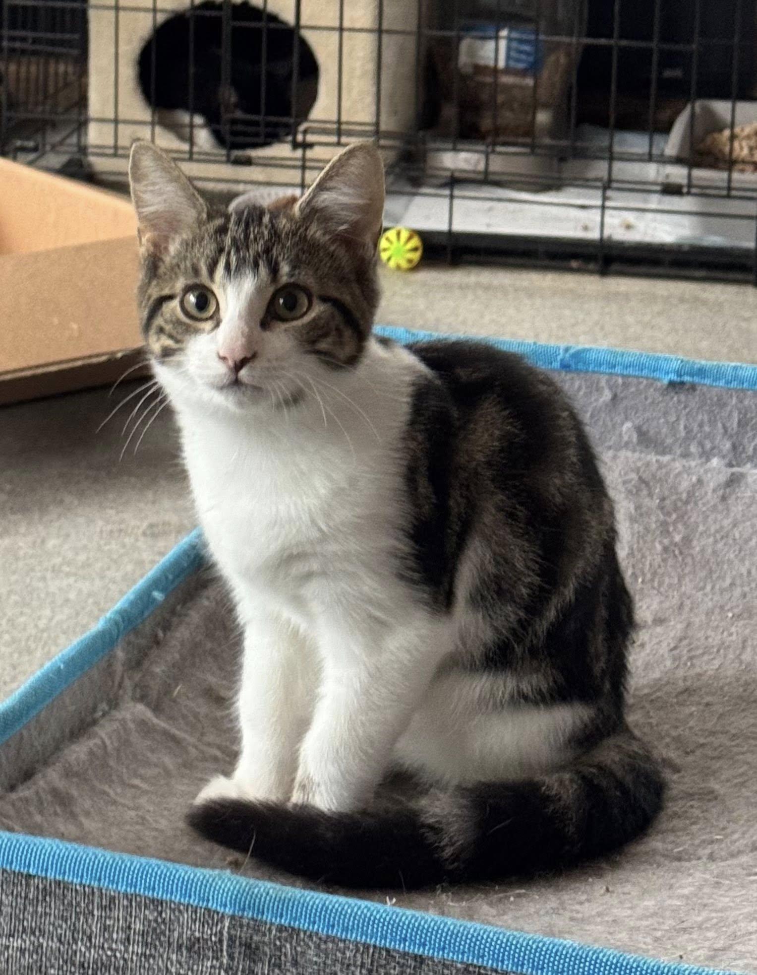 Enlarge Claret, an adopted Domestic Short Hair in Ashton, ON image 2/5