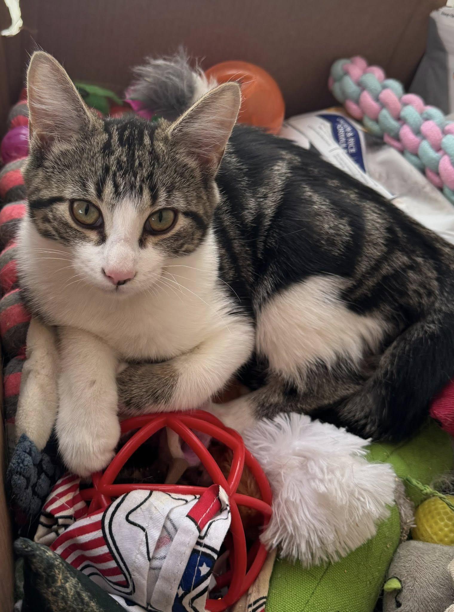 Claret, adopted, Young Female Domestic Short Hair.