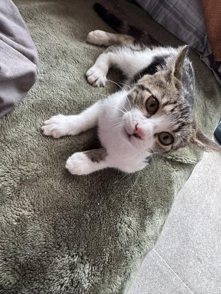 Enlarge Claret, an adopted Domestic Short Hair in Ashton, ON image 4/5