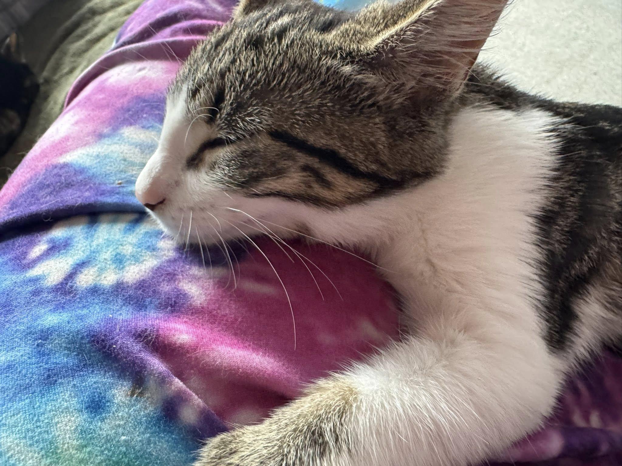 Enlarge Claret, an adopted Domestic Short Hair in Ashton, ON image 5/5