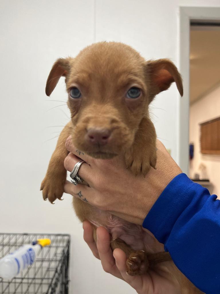 General Bragg, Adoptable, Puppy Male Shepherd & Mixed Breed.