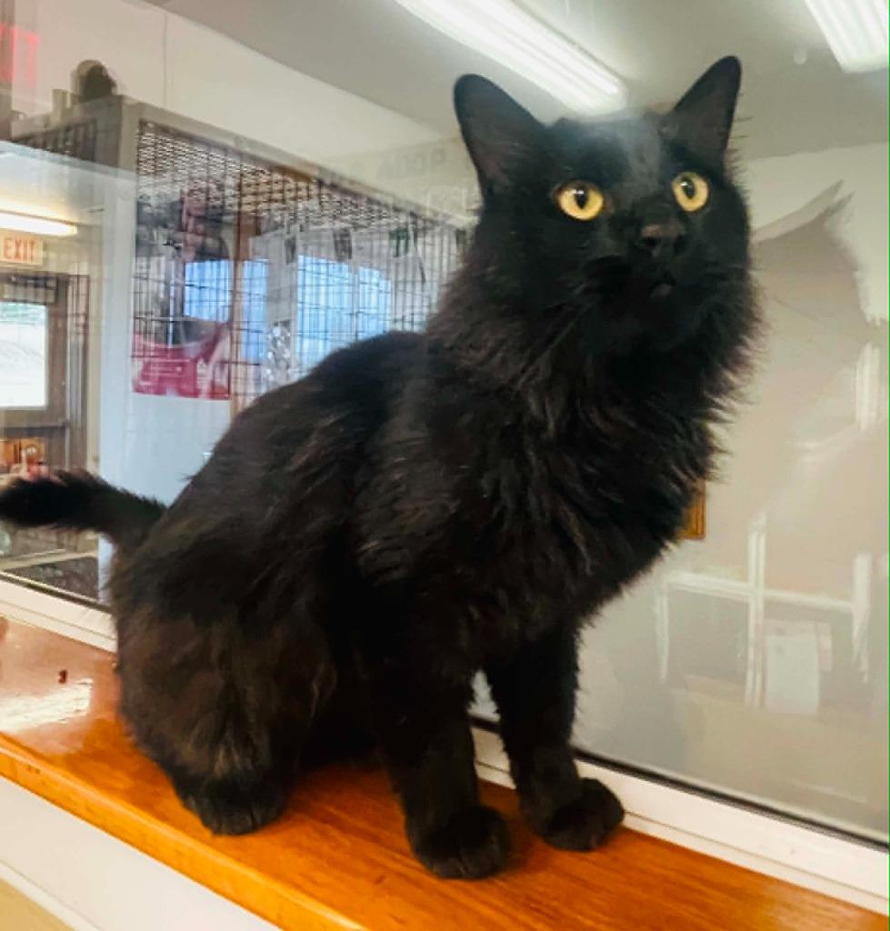 Ledger, Adoptable, Young Male Domestic Medium Hair.