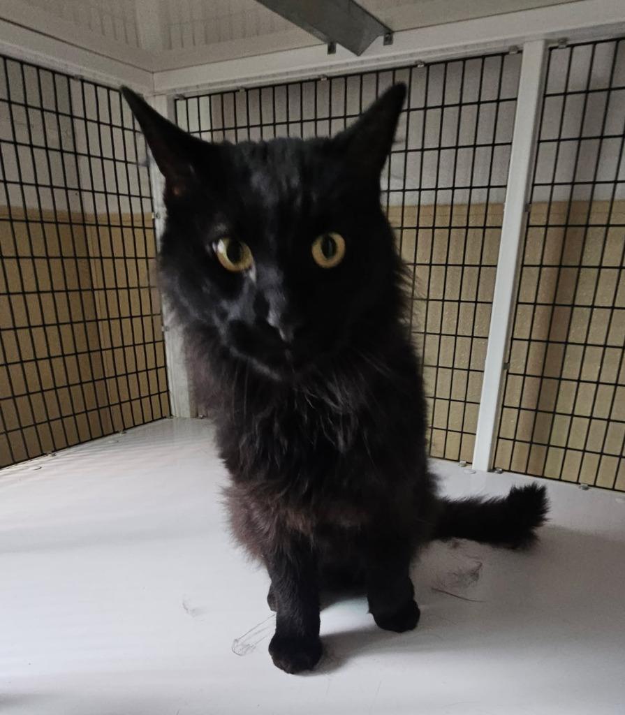 Ledger, Adoptable, Young Male Domestic Medium Hair.