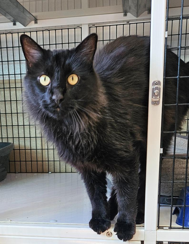 Ledger, a Adoptable mixed breed in Green River, WY image 2/2