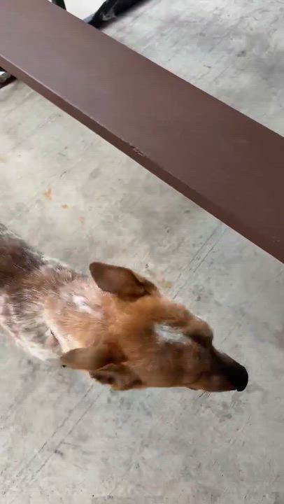 Enlarge Robin, a Adoptable mixed breed in Ridgefield, NJ video 3/6