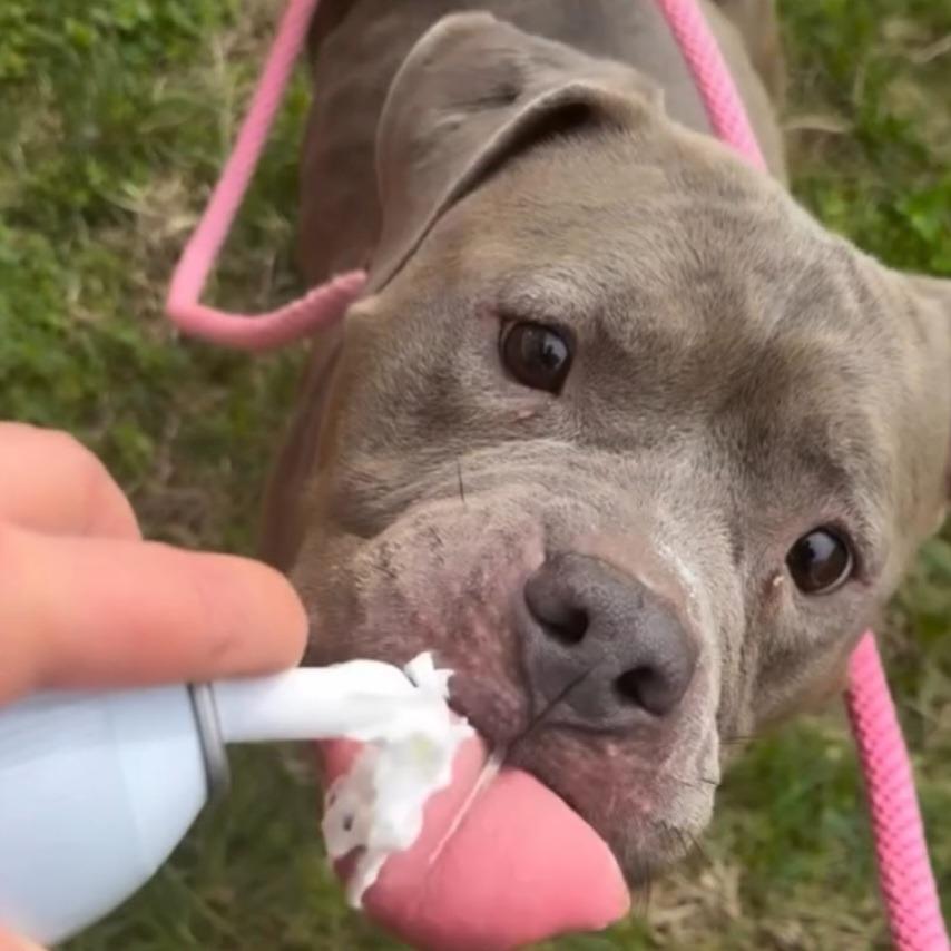 Enlarge Benicia, a Adoptable Pit Bull Terrier in York, PA image 1/5