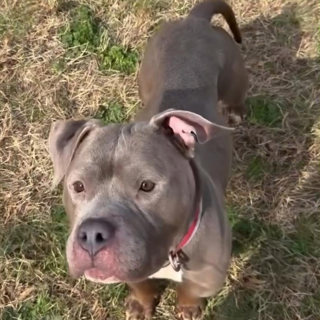 Enlarge Benicia, a Adoptable Pit Bull Terrier in York, PA image 2/5