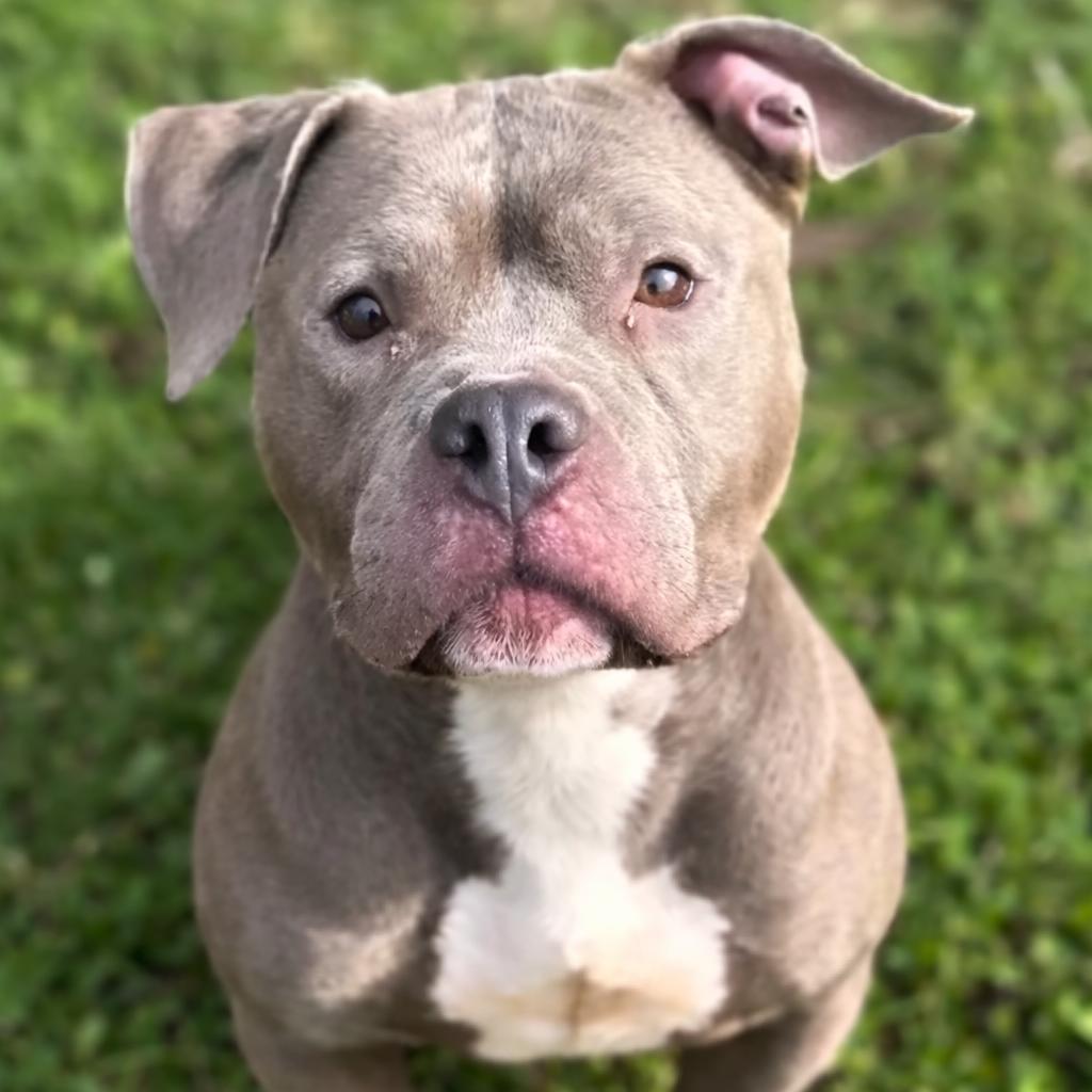 Enlarge Benicia, a Adoptable Pit Bull Terrier in York, PA image 3/5