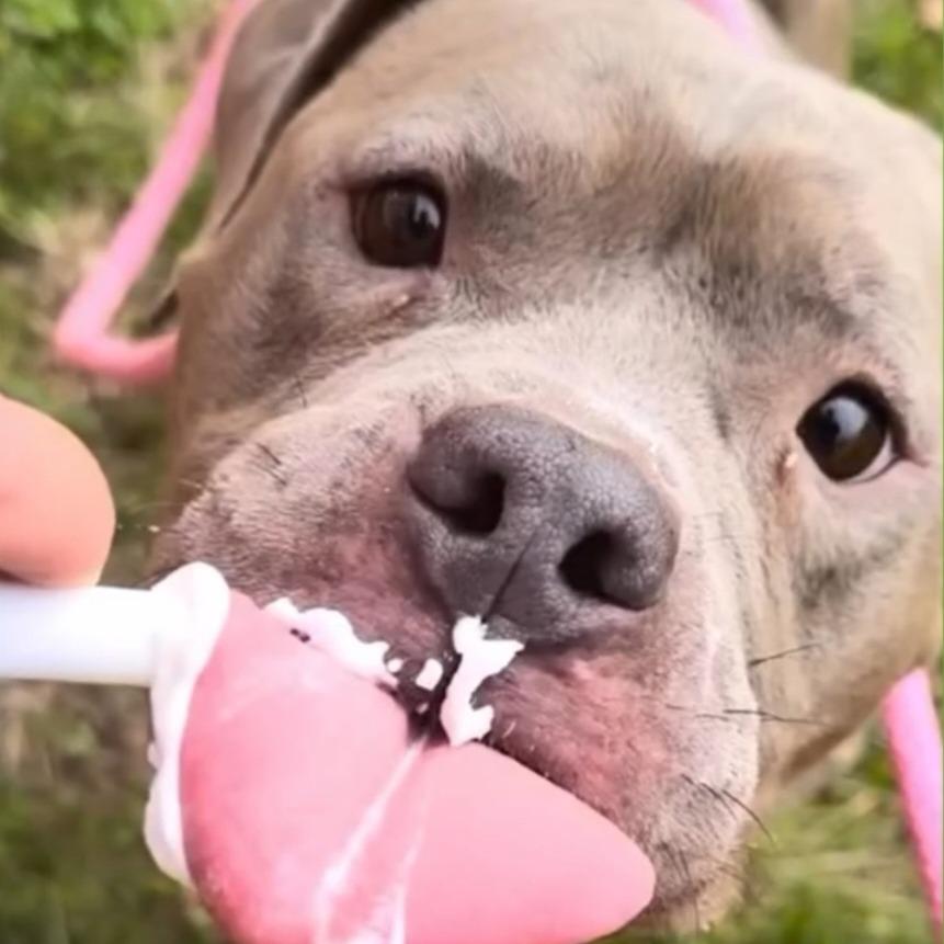 Enlarge Benicia, a Adoptable Pit Bull Terrier in York, PA image 4/5