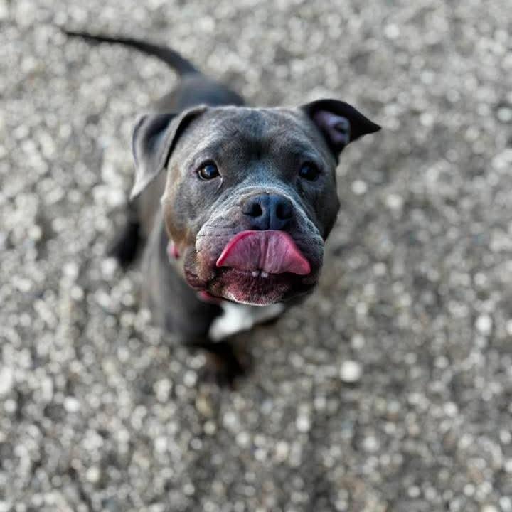 Enlarge Benicia, a Adoptable Pit Bull Terrier in York, PA image 5/5