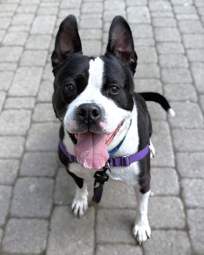 Carlito, a Adoptable mixed breed in Washington, DC image 3/3