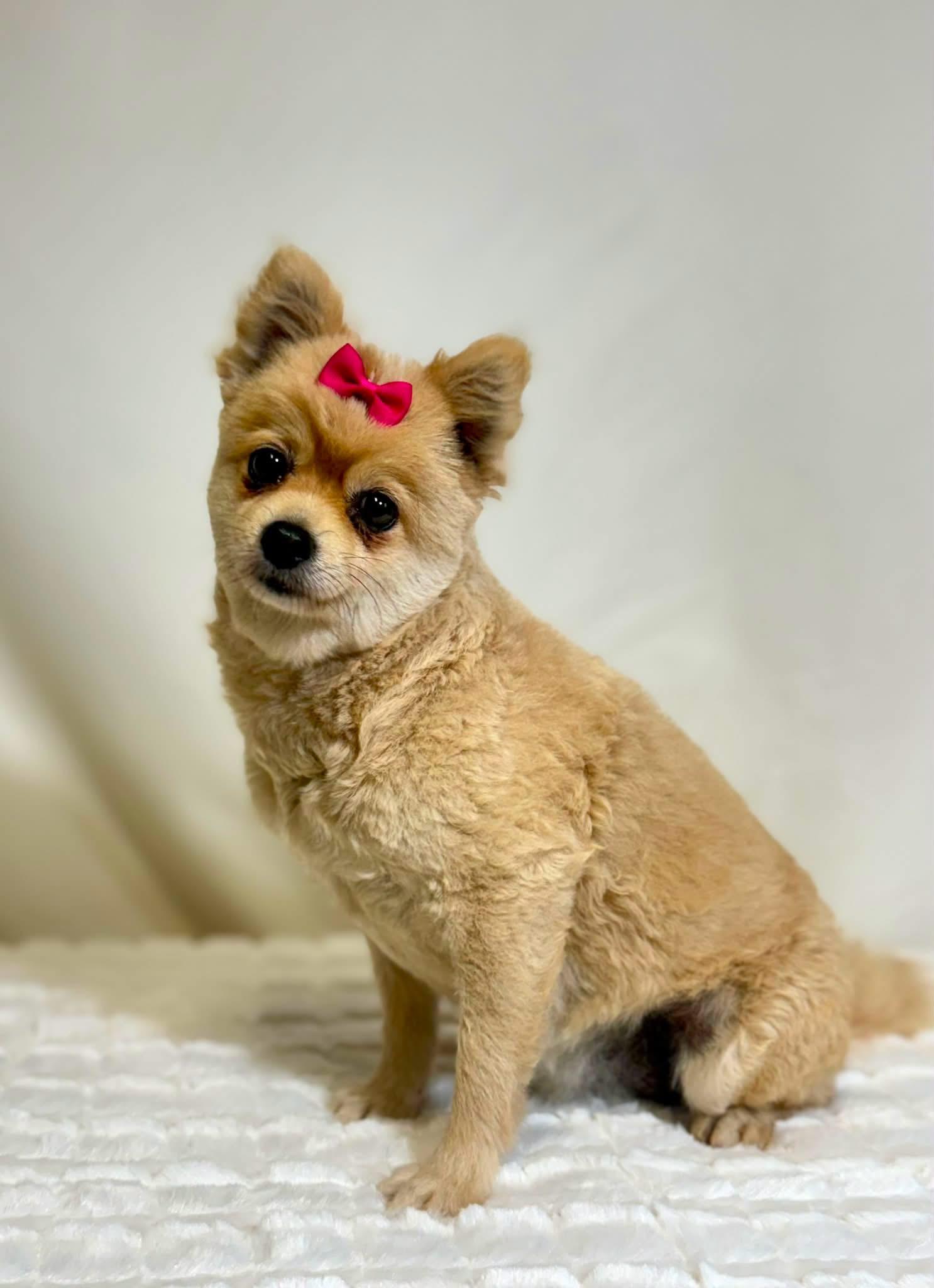 Enlarge Mayo, a ADOPTABLE Pomeranian in New Stanton, PA image 1/1