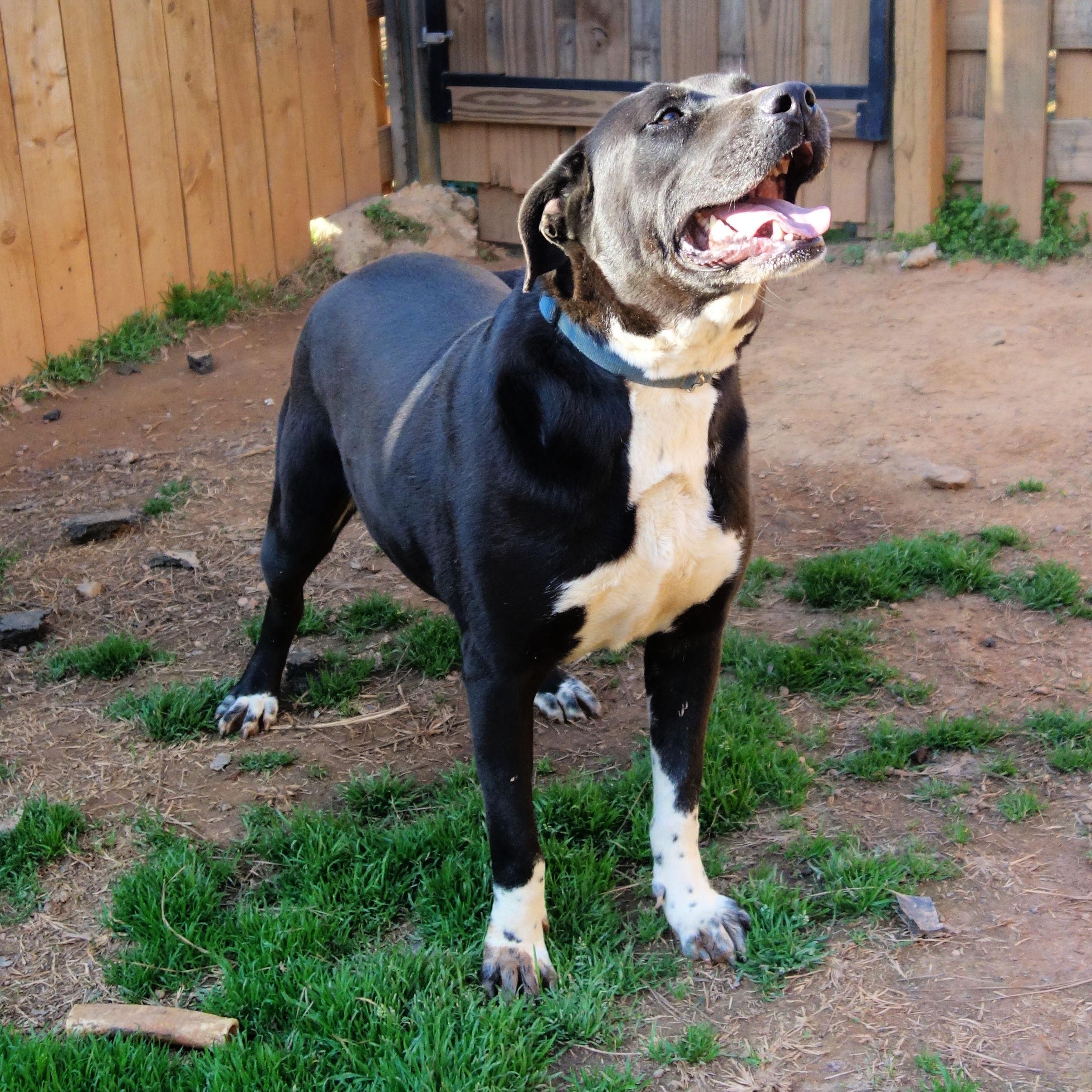 Laurel, a Adoptable mixed breed in Norwood, GA image 5/6