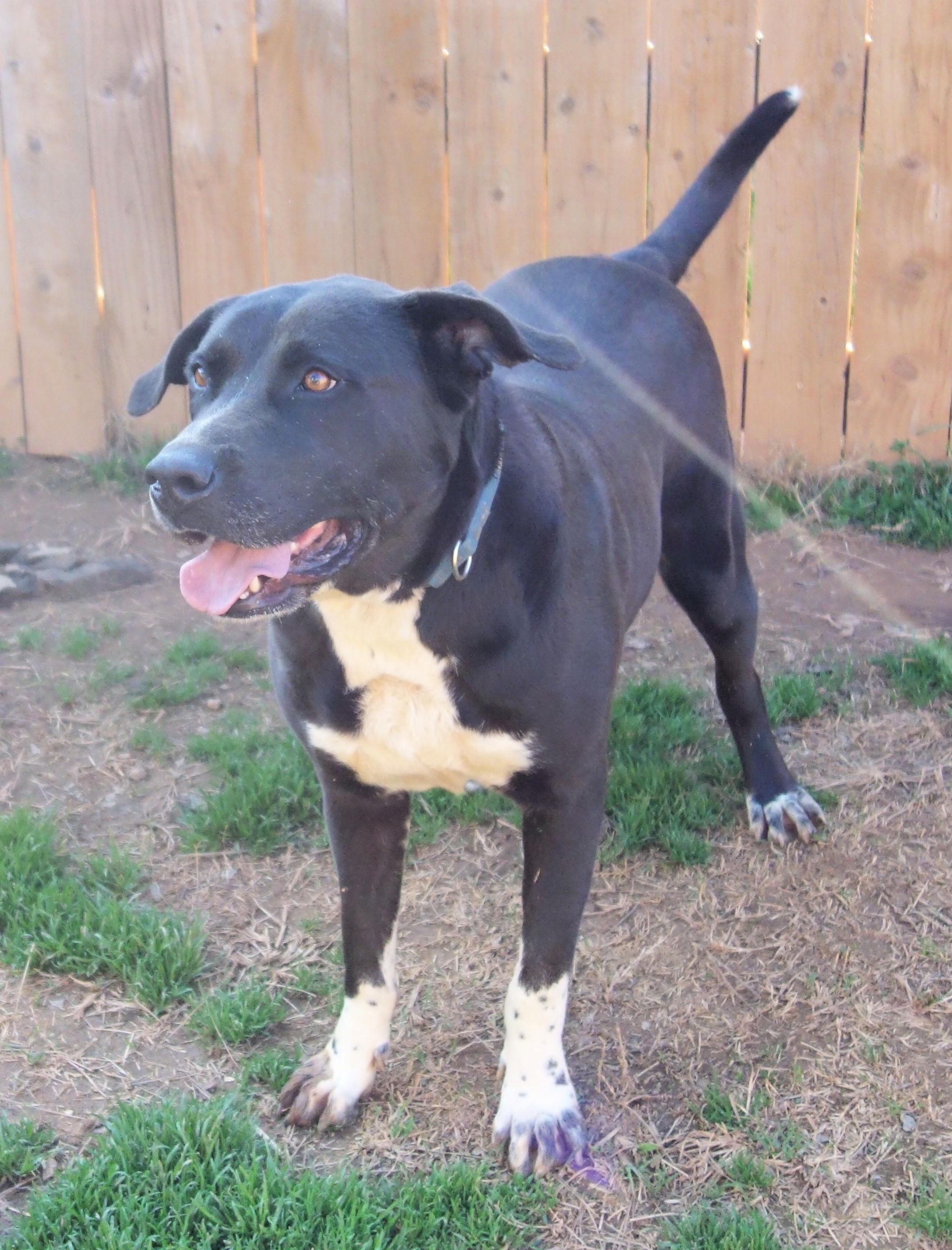 Laurel, a Adoptable mixed breed in Norwood, GA image 2/6