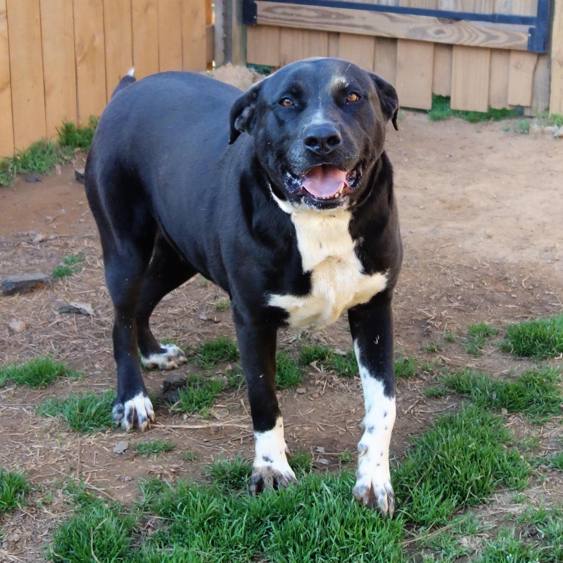 Laurel, a Adoptable mixed breed in Norwood, GA image 3/6