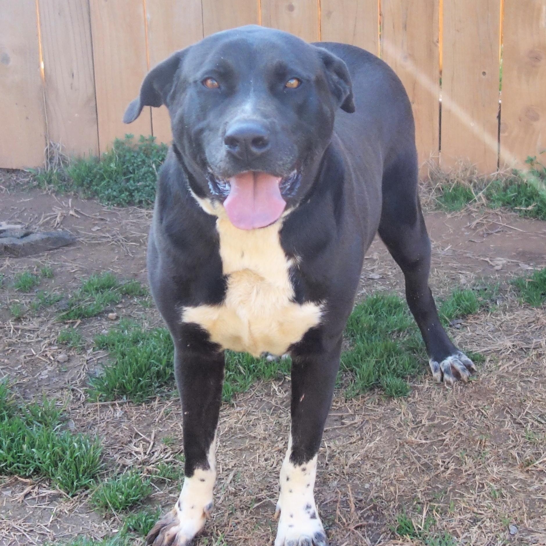 Laurel, a Adoptable mixed breed in Norwood, GA image 1/6